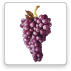 Pinot Noir
